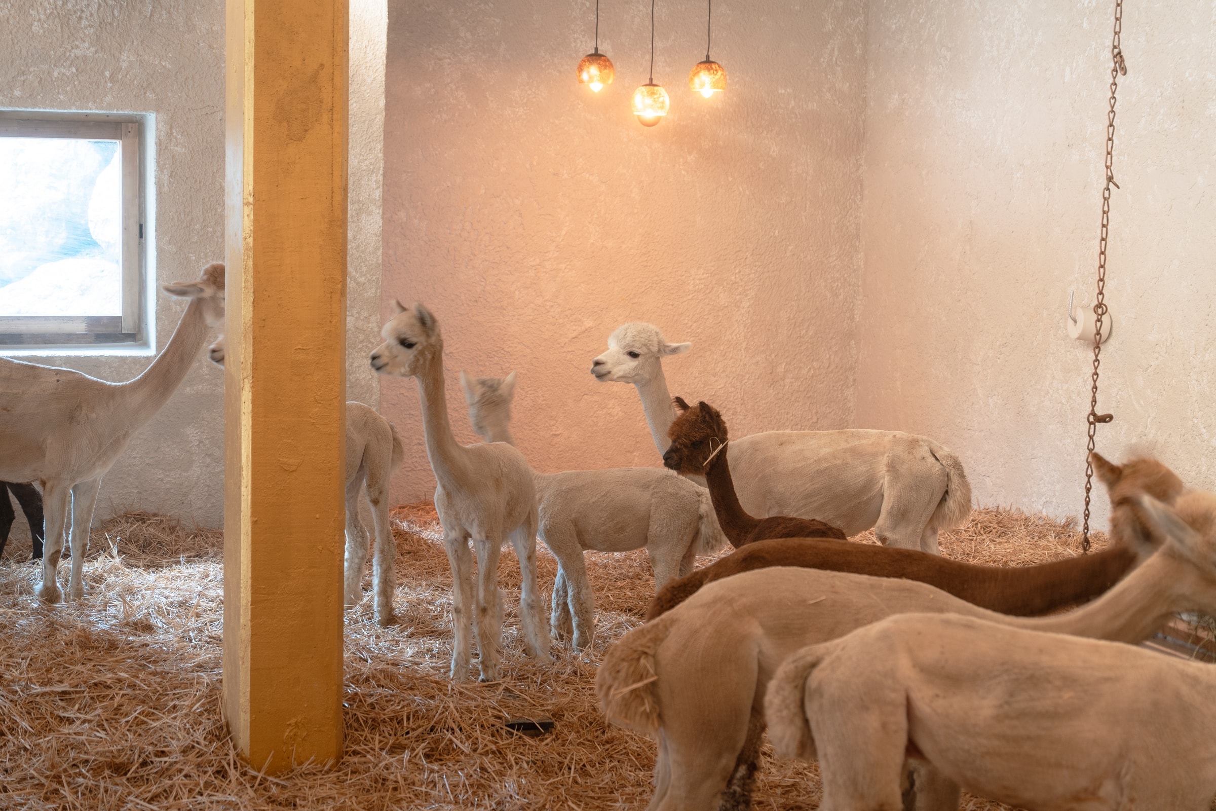 Alpaca nella stalla di Planat, tra struttura e fieno.