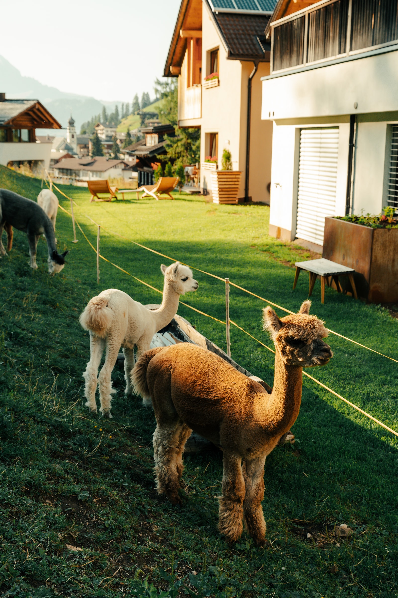 Alpaca nel prato davanti a edifici in legno, con sedute da giardino e il paese sullo sfondo.