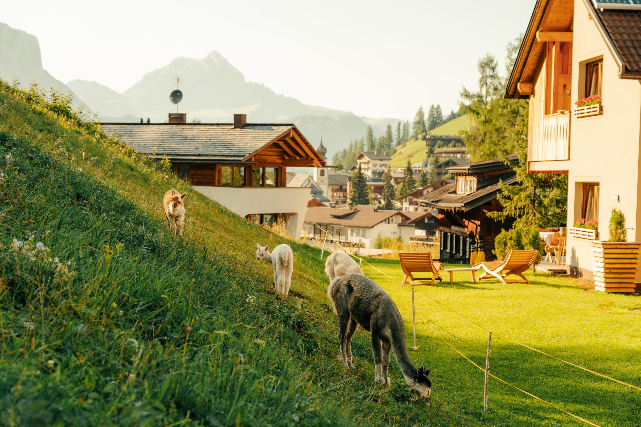 Alpaca di Planat con la casa e il paese sullo sfondo.
