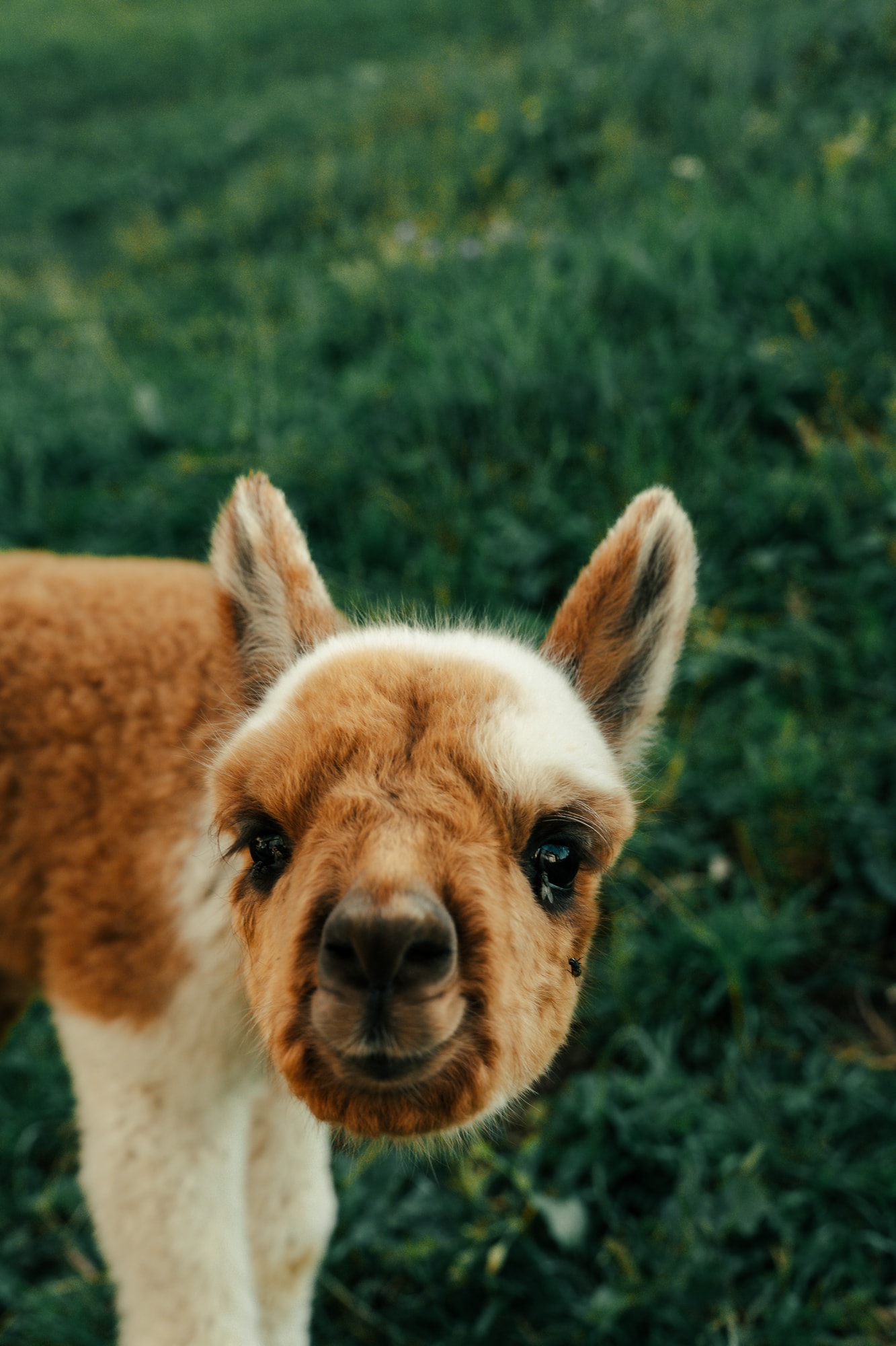 Ritratto di un giovane alpaca di Planat nel pascolo.