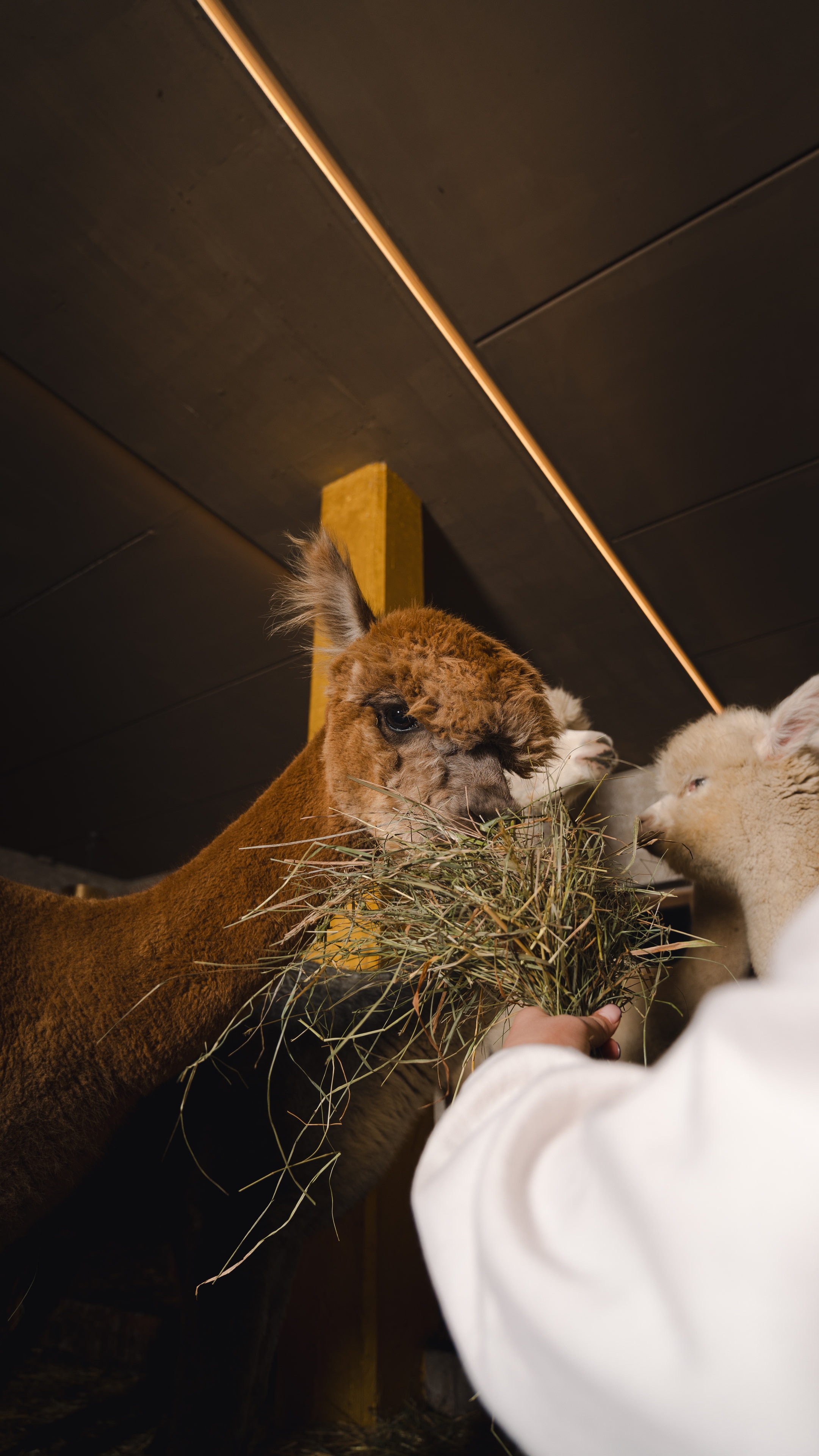 Alpaca di Planat nutrito con fieno nella stalla.