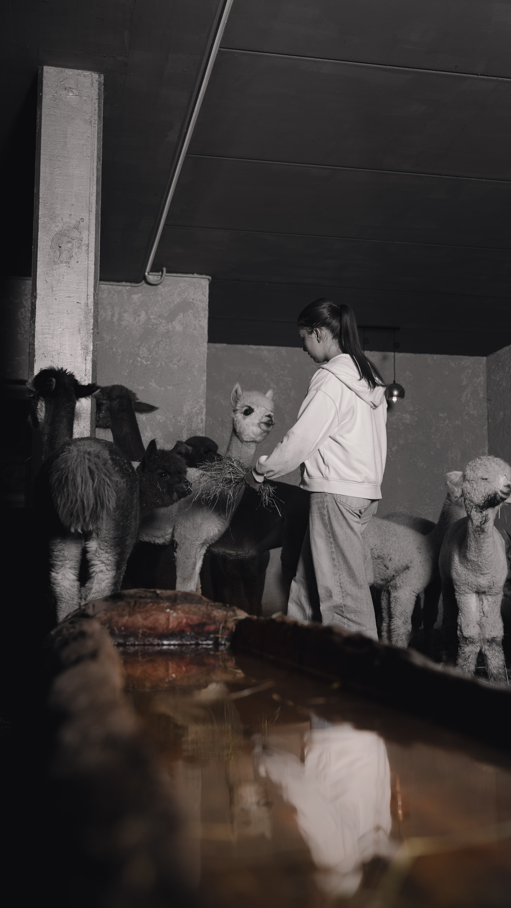 Persona che dà il fieno agli alpaca nella stalla di Planat.